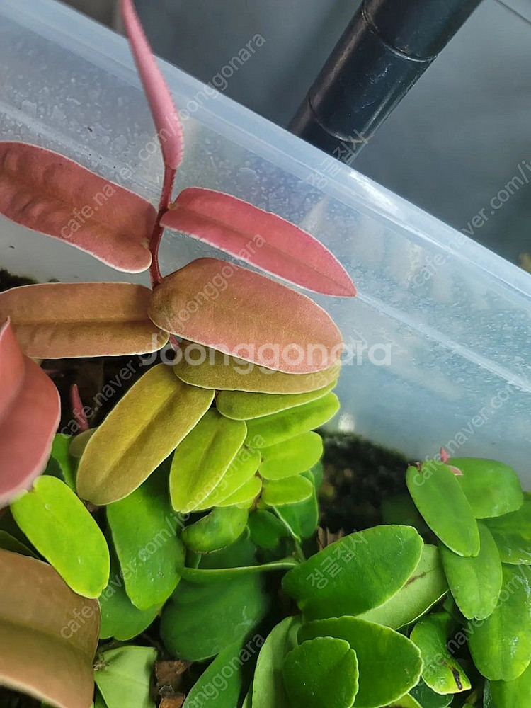 테라리움 비바리움 식물 분양 , 제주애기모람, 블랙메탈 베고니아, 덩쿨 식물, 생수태, 벌레잡이제비꽃 분양--1